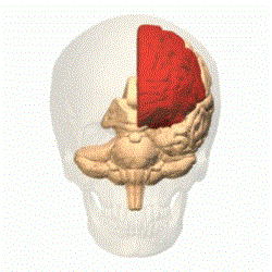 Brain Injury Lawyers in Florida